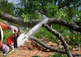 Best Stump Grinding and Removal  in Edcouch, TX