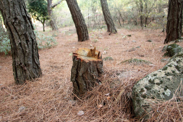 Reliable Edcouch, TX Tree Care Solutions
