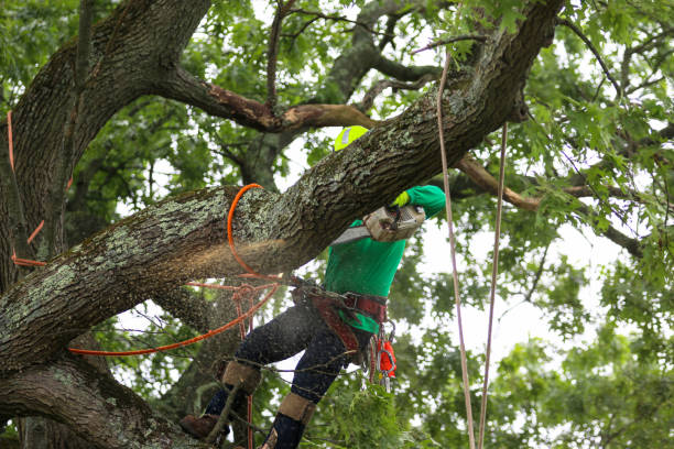 How Our Tree Care Process Works  in  Edcouch, TX