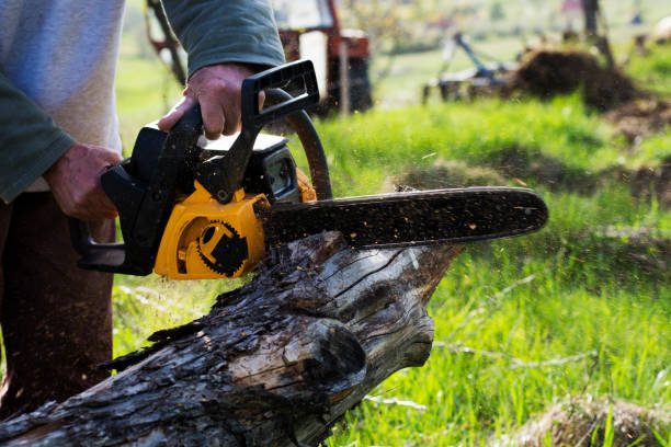 Best Pest Control for Lawns  in Edcouch, TX
